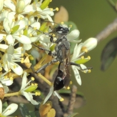 Isodontia sp. (genus) at Paddys River, ACT - 20 Feb 2019