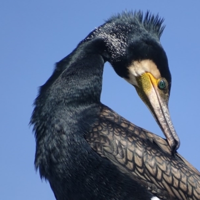 Phalacrocorax carbo (Great Cormorant) at Batemans Bay, NSW - 3 Apr 2019 by roymcd