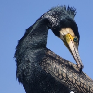 Phalacrocorax carbo at Batemans Bay, NSW - 3 Apr 2019