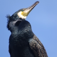 Phalacrocorax carbo at Batemans Bay, NSW - 3 Apr 2019