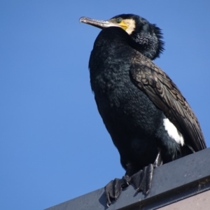 Phalacrocorax carbo at Batemans Bay, NSW - 3 Apr 2019