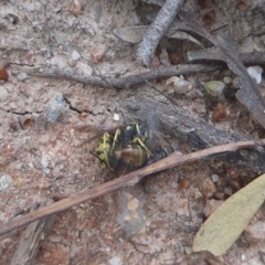 Vespula germanica (European Wasp, German Yellowjacket Wasp) at Paddys River, ACT - 7 Apr 2019 by Christine