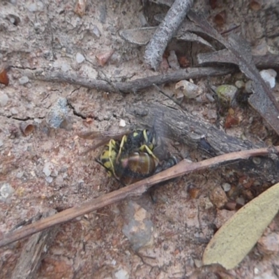 Vespula germanica (European wasp) at Tidbinbilla Nature Reserve - 7 Apr 2019 by Christine