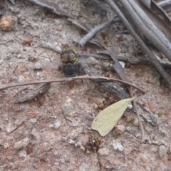 Vespula germanica at Paddys River, ACT - 7 Apr 2019