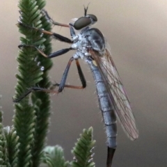 Cerdistus sp. (genus) (Yellow Slender Robber Fly) at Mount Ainslie - 26 Jan 2019 by jb2602