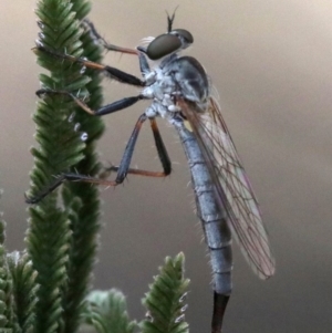 Cerdistus sp. (genus) at Majura, ACT - 26 Jan 2019 05:00 PM