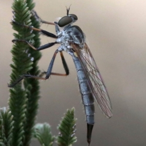 Cerdistus sp. (genus) at Majura, ACT - 26 Jan 2019 05:00 PM