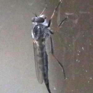 Cerdistus sp. (genus) at Ainslie, ACT - 2 Feb 2019 08:26 AM