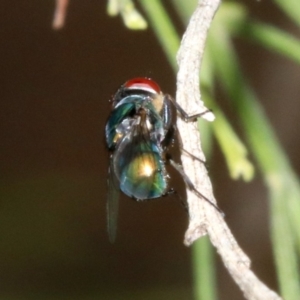 Chrysomya sp. (genus) at Majura, ACT - 5 Apr 2019