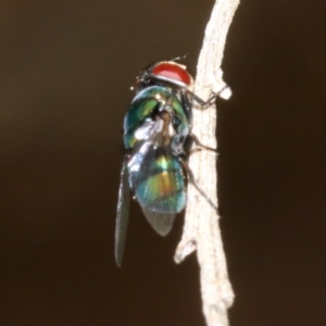 Chrysomya sp. (genus) at Majura, ACT - 5 Apr 2019