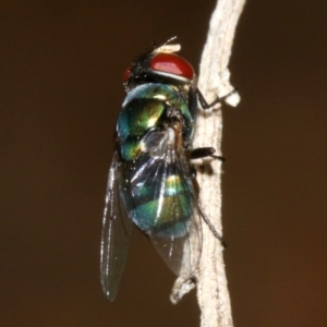 Chrysomya sp. (genus) at Majura, ACT - 5 Apr 2019