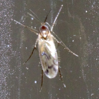 Mycetophilidae (family) (A fungus gnat) at Ainslie, ACT - 20 May 2018 by jbromilow50