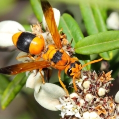 Anterhynchium nigrocinctum (Potter Wasp) at Acton, ACT - 7 Apr 2019 by TimL