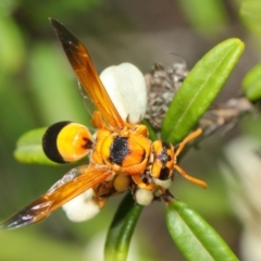 Anterhynchium nigrocinctum at Acton, ACT - 7 Apr 2019