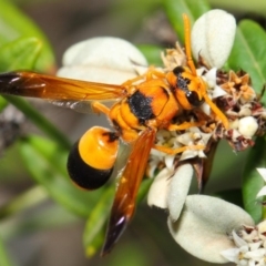 Anterhynchium nigrocinctum at Acton, ACT - 7 Apr 2019