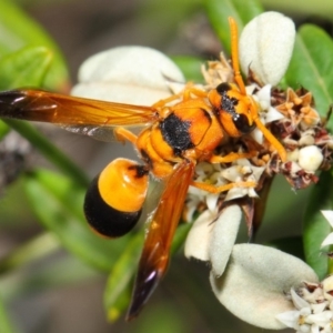 Anterhynchium nigrocinctum at Acton, ACT - 7 Apr 2019