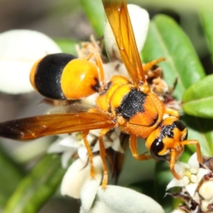 Anterhynchium nigrocinctum at Acton, ACT - 7 Apr 2019