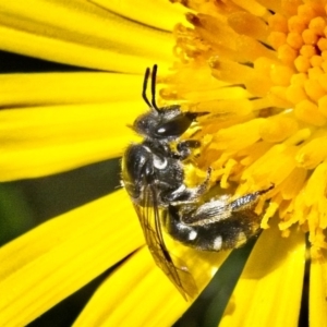 Lipotriches (Austronomia) ferricauda at Banks, ACT - 4 Apr 2019 11:16 AM