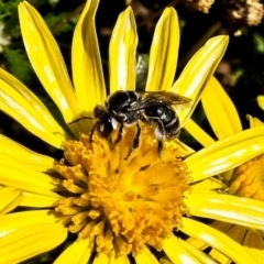 Lipotriches (Austronomia) ferricauda at Banks, ACT - 4 Apr 2019 11:16 AM