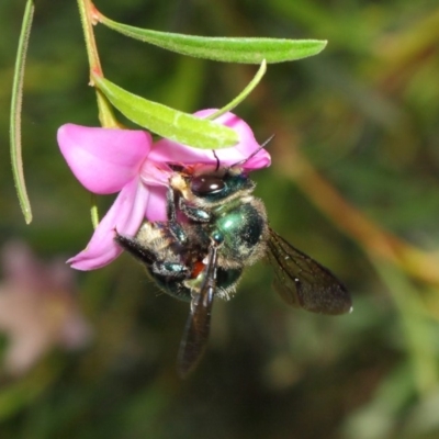 Xylocopa (Lestis) aerata (Golden-Green Carpenter Bee) at ANBG - 9 Apr 2019 by TimL