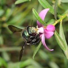 Xylocopa (Lestis) aerata at Acton, ACT - 9 Apr 2019 01:06 PM