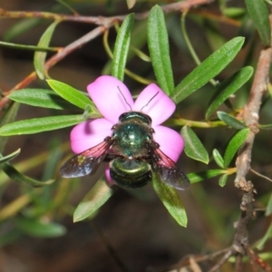 Xylocopa (Lestis) aerata at Acton, ACT - 9 Apr 2019 01:06 PM