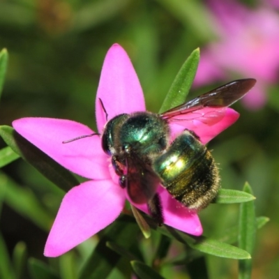 Xylocopa (Lestis) aerata (Golden-Green Carpenter Bee) at Acton, ACT - 9 Apr 2019 by TimL