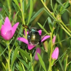 Xylocopa (Lestis) aerata at Acton, ACT - 9 Apr 2019