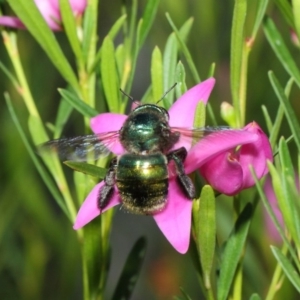 Xylocopa (Lestis) aerata at Acton, ACT - 9 Apr 2019