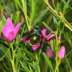 Xylocopa (Lestis) aerata at Acton, ACT - 9 Apr 2019