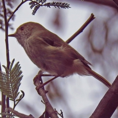 Acanthiza pusilla (Brown Thornbill) at Paddys River, ACT - 8 Apr 2019 by RodDeb