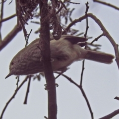 Acanthiza pusilla at Paddys River, ACT - 8 Apr 2019