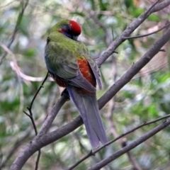 Platycercus elegans (Crimson Rosella) at Tidbinbilla Nature Reserve - 8 Apr 2019 by RodDeb