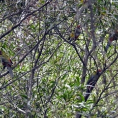 Platycercus elegans at Paddys River, ACT - 8 Apr 2019