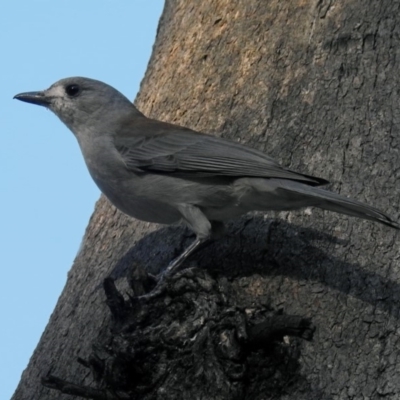 Colluricincla harmonica (Grey Shrikethrush) at Tidbinbilla Nature Reserve - 8 Apr 2019 by RodDeb