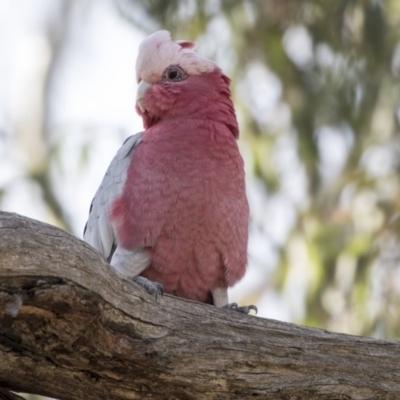 Eolophus roseicapilla (Galah) at Bruce Ridge to Gossan Hill - 7 Apr 2019 by AlisonMilton