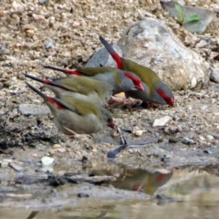 Neochmia temporalis (Red-browed Finch) at Tidbinbilla Nature Reserve - 8 Apr 2019 by RodDeb