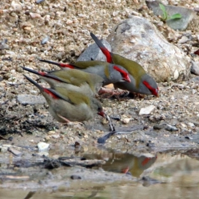 Neochmia temporalis (Red-browed Finch) at Paddys River, ACT - 8 Apr 2019 by RodDeb
