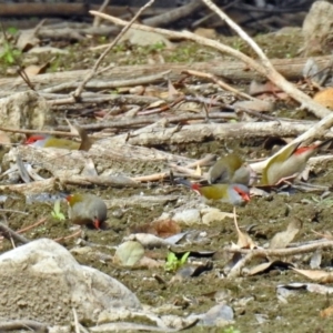 Neochmia temporalis at Paddys River, ACT - 8 Apr 2019