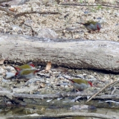 Neochmia temporalis at Paddys River, ACT - 8 Apr 2019