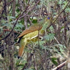 Ptilonorhynchus violaceus (Satin Bowerbird) at Tidbinbilla Nature Reserve - 8 Apr 2019 by RodDeb