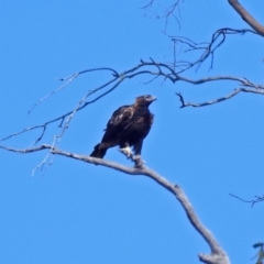 Aquila audax (Wedge-tailed Eagle) at Paddys River, ACT - 8 Apr 2019 by RodDeb