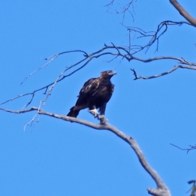 Aquila audax (Wedge-tailed Eagle) at Paddys River, ACT - 8 Apr 2019 by RodDeb