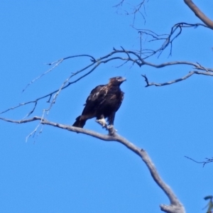 Aquila audax at Paddys River, ACT - 8 Apr 2019