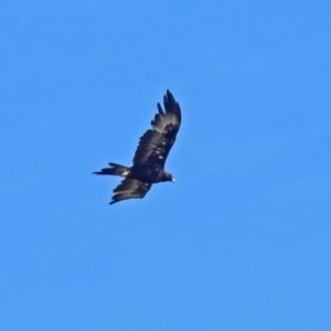 Aquila audax at Paddys River, ACT - 8 Apr 2019