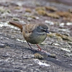 Sericornis frontalis (White-browed Scrubwren) at Paddys River, ACT - 8 Apr 2019 by RodDeb