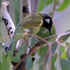 Nesoptilotis leucotis (White-eared Honeyeater) at Paddys River, ACT - 8 Apr 2019 by RodDeb