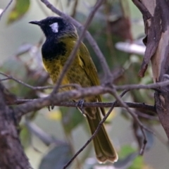 Nesoptilotis leucotis at Paddys River, ACT - 8 Apr 2019 11:38 AM