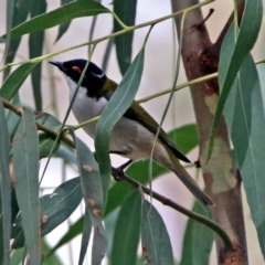 Melithreptus lunatus (White-naped Honeyeater) at Paddys River, ACT - 8 Apr 2019 by RodDeb