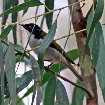 Melithreptus lunatus (White-naped Honeyeater) at Tidbinbilla Nature Reserve - 8 Apr 2019 by RodDeb